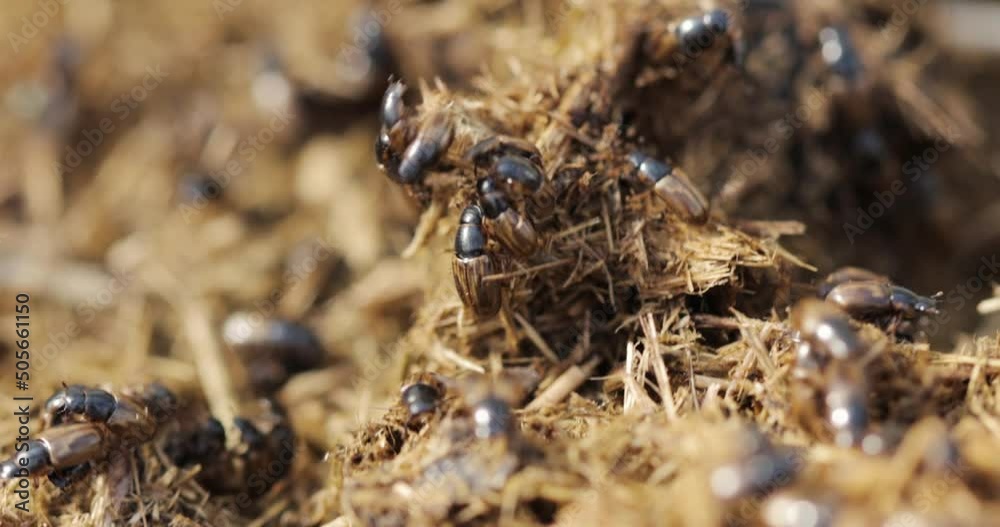 A closeup shot of brood of dung beetles A closeup shot of brood of dung beetles