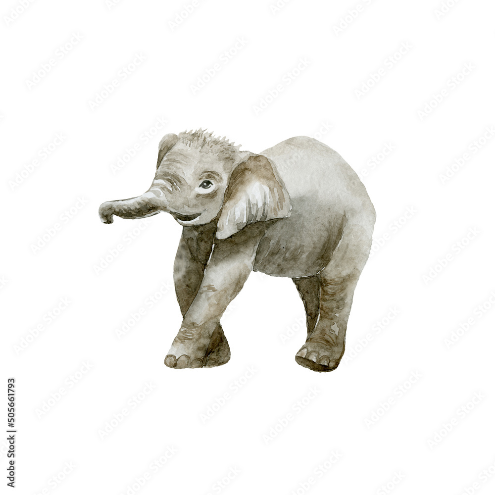 Baby Elephant on white background. Wild animal.