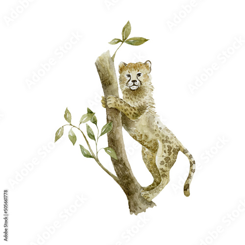 Photography Baby Cheetah on white background. Wild animal.