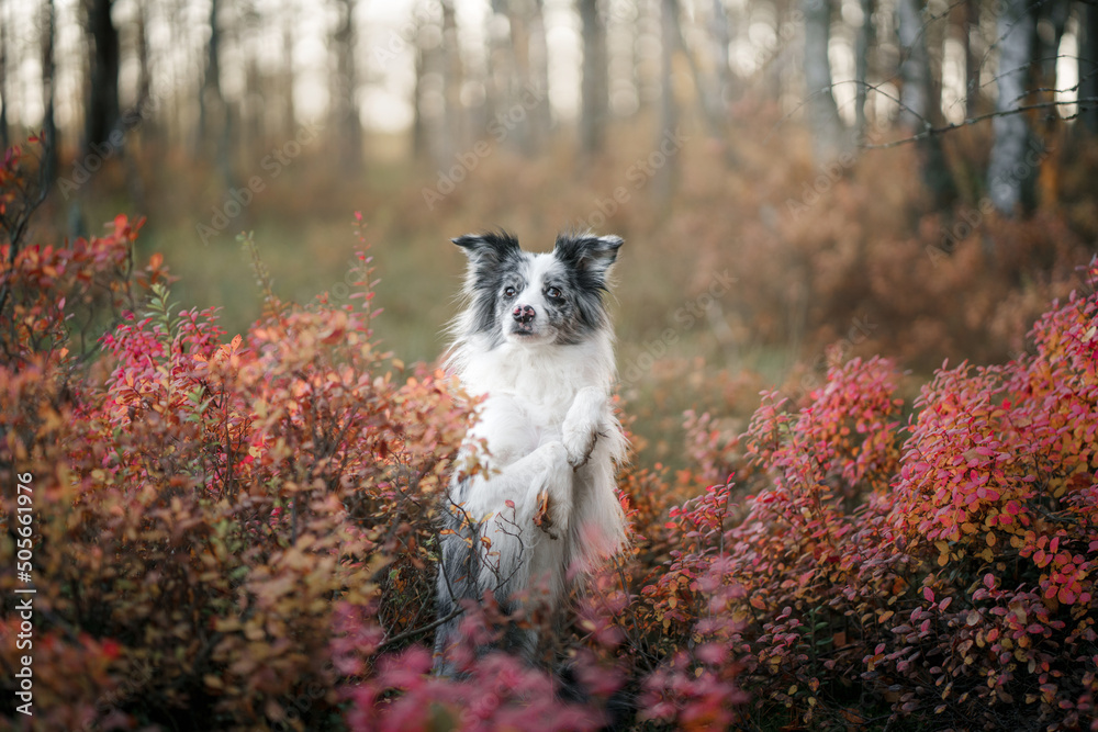 Dog in vibrant forest colors. Blue Marble Border Collie in nature
