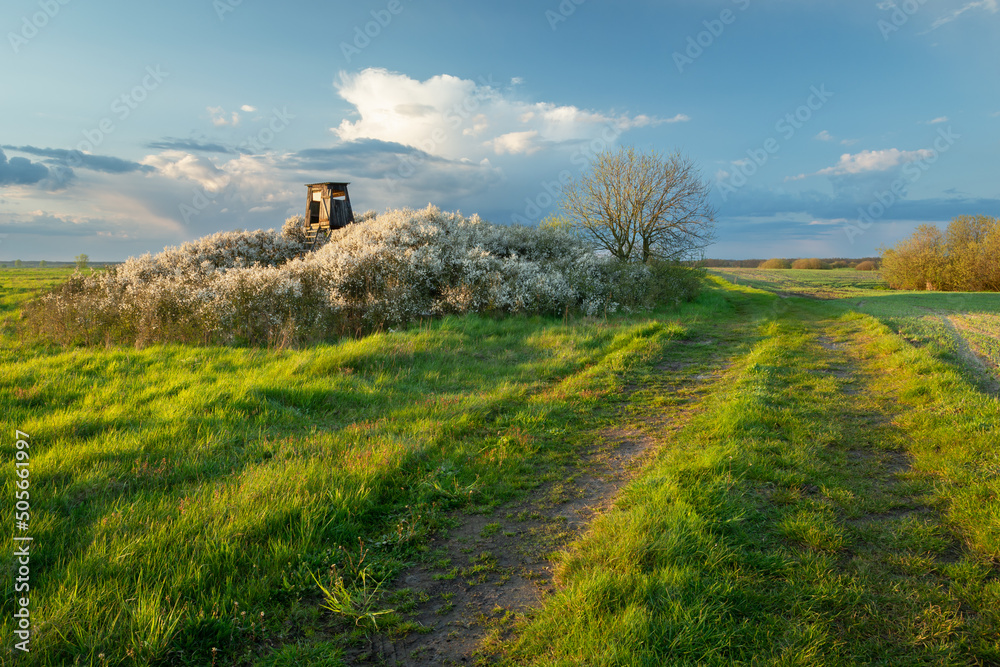 Dirt road through the fields next to the hunter's pulpit in the flowering bushes