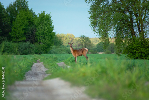 A young red deer standing by a dirt road