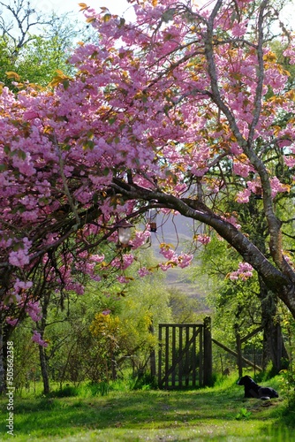 Tree in Blossom in Spring