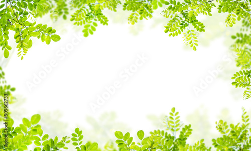 green branch with leaves frame natural background on white