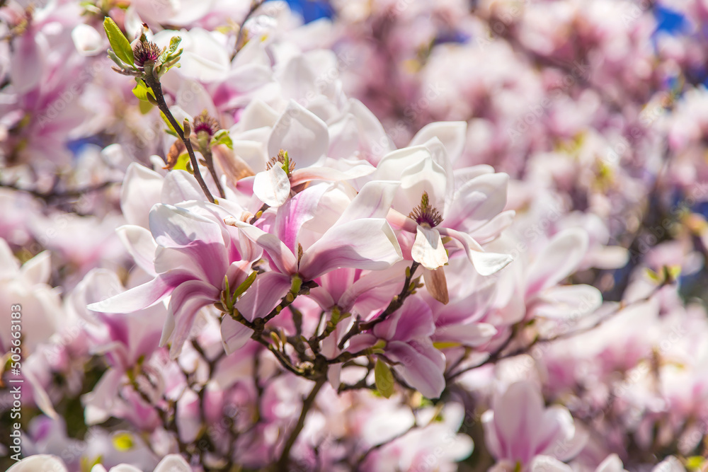 Beautiful blooming magnolias in spring. Selective focus. Beautiful blooming magnolias in spring. Selective focus.