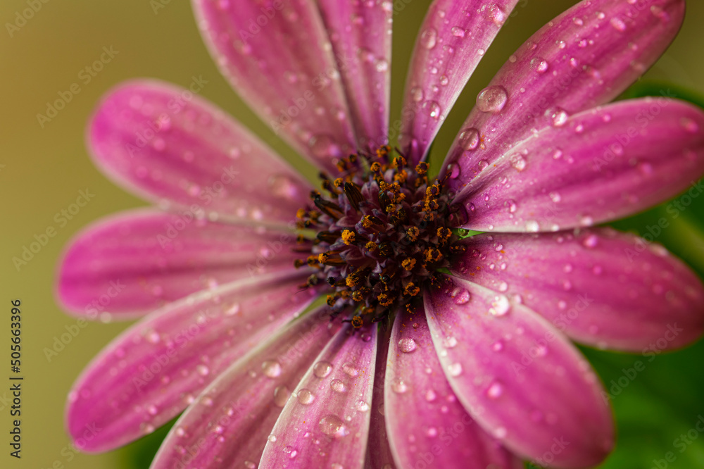 Rain Details. Rain Details.