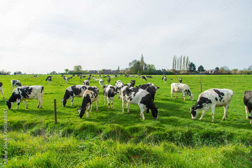 Cows graze in the pasture. Selective focus.