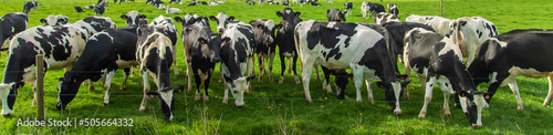 Cows graze in the pasture. Selective focus. © yanadjan
