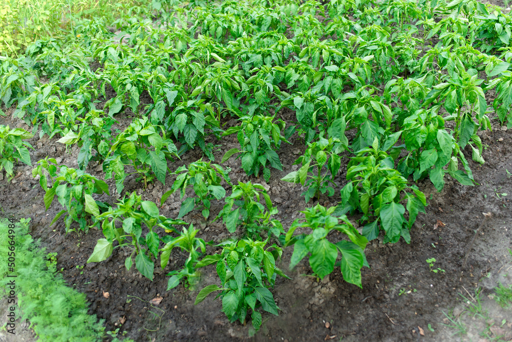 Bushes of green pepper in several rows. Organic field with green pepper bushes