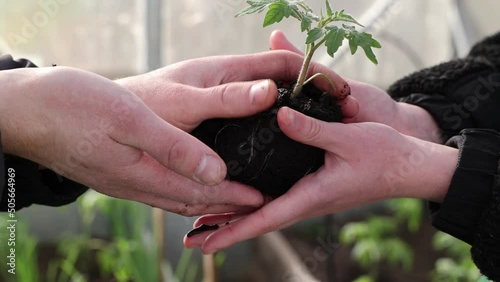 agriculture teamwork. farmers team hands plant a small plant in the ground soil. business teamwork agriculture concept. team man and woman hands close up with plant plant in eco mud soil