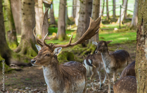 Deer in the forest in summer. Selective focus. © yanadjan