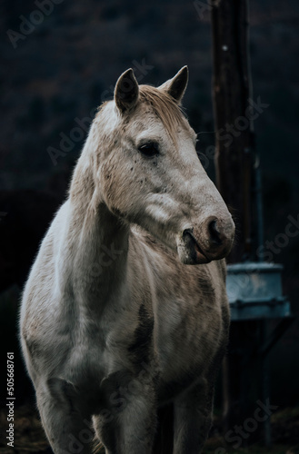 Portrait of a horse in nature 
