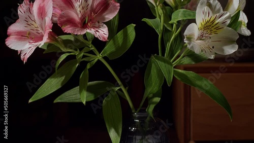 pink and white lily alstoemeria aurea  photo