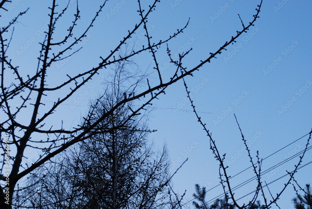 goose key, branches in the blue sky, spring - obrazy, fototapety, plakaty 