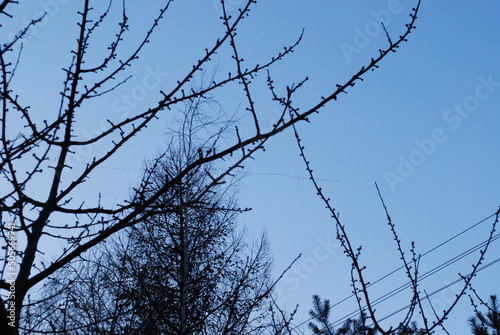 goose key, branches in the blue sky, spring