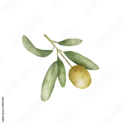 Wallpaper Mural Olive branch watercolor drawing. Hand drawn illustration with olive leaves isolated on white background. Food of mediterranean cuisine Torontodigital.ca