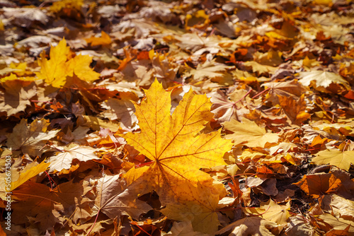 Dry maple leaf lighted with the sun on the ground covered with yellow and orange dead leaves. Photo with selective focus