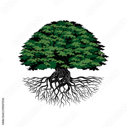 Oak tree logo design. tree with roots.