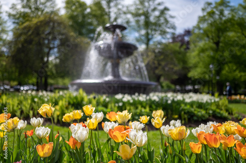 Tulips blooming in Carl Johans Park during spring in Norrkoping, Sweden photo