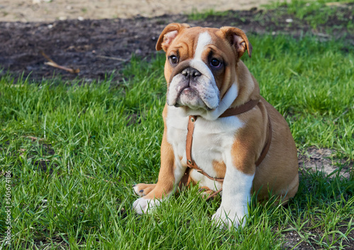 english bulldog walks in nature