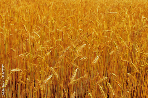 Wheat field. Background.
