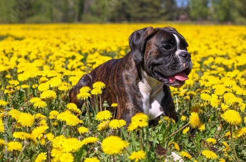 Beautiful brindle boxer dog on the dandelion field