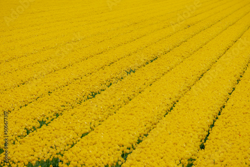 Selective focus rows of colorful yellow flowers in the field  Nature floral background  Tulips form a genus of spring-blooming perennial herbaceous bulbiferous geophytes  Tulip festival in Netherlands