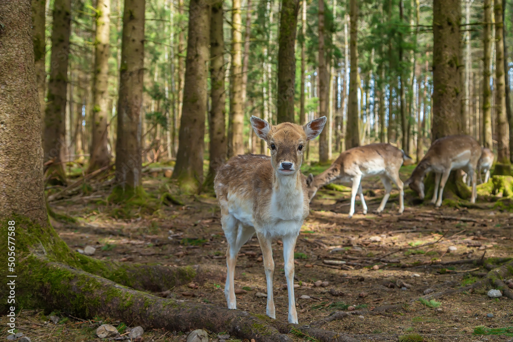 Obraz premium Deer in the forest in summer. Selective focus.
