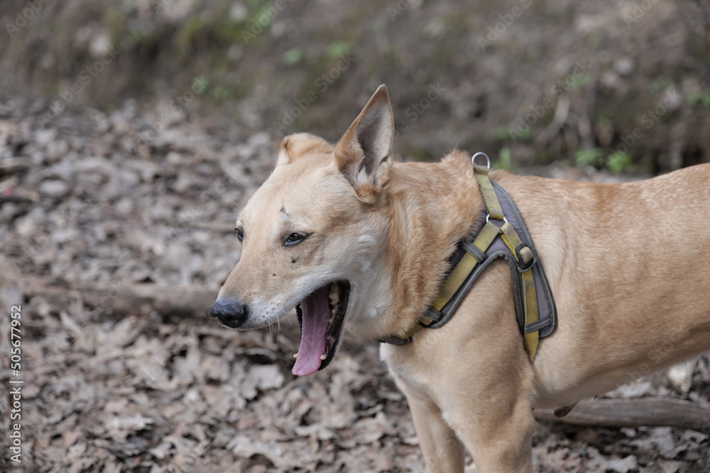 the dog yawns