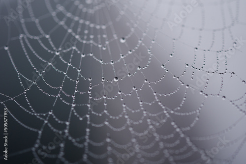 toile d'araignée et gouttes de rosée - brouillard © Anthony SEJOURNE