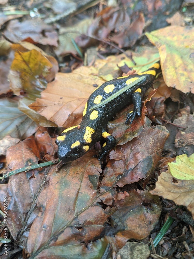 Fototapeta premium salamandra