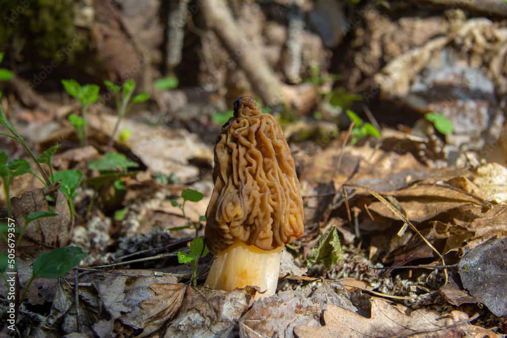 Mushroom morel, early spring mushroom growing in the forest. Mushroom morel, early spring mushroom growing in the forest.