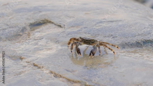 Pachygrapsus marmoratus is a species of crab, sometimes called the marbled rock crab or marbled crab, which lives in the Black Sea, the Mediterranean Sea and parts of the Atlantic Ocean. photo