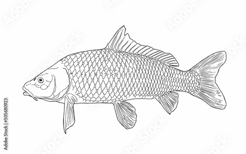 Sketch of sazan fish, carp side view realistic hand-drawn vector graphics, illustration of a sketch of a river fish, retro style, isolated on a white background. Freshwater fish. Fishing.  photo