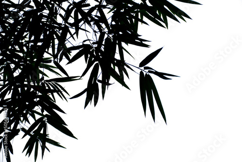 Branches of bamboo leave on white background