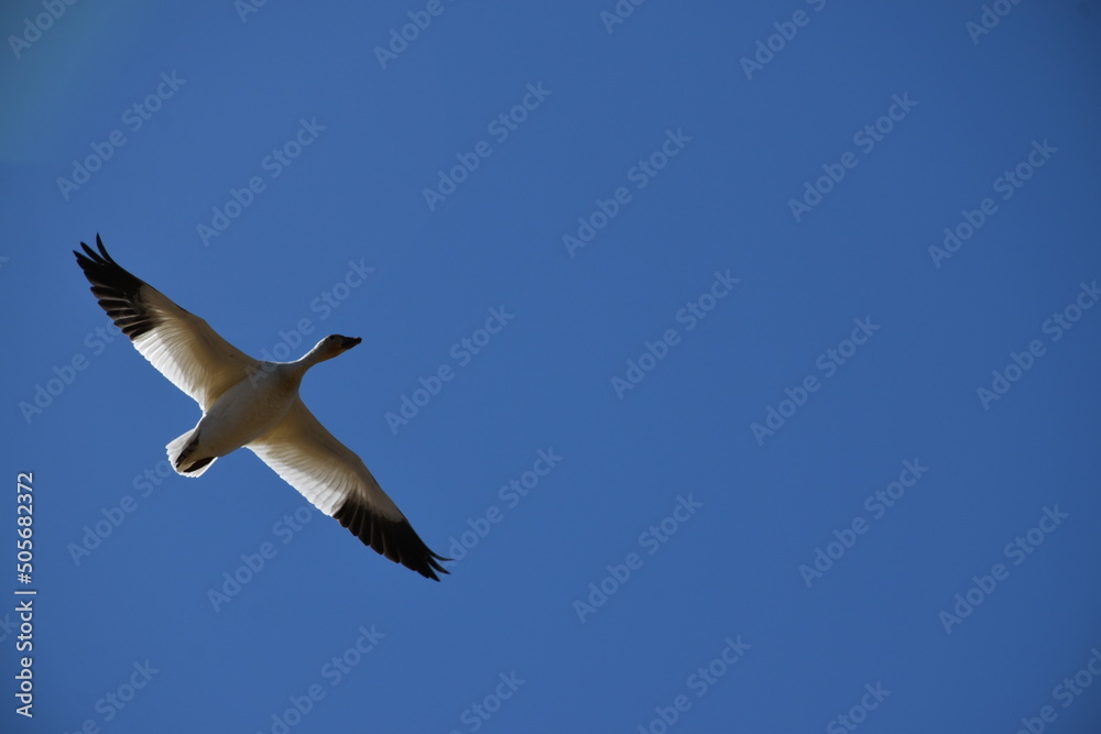 Obraz premium A snow goose in a blue sky, Montmagny, Québec, Canada