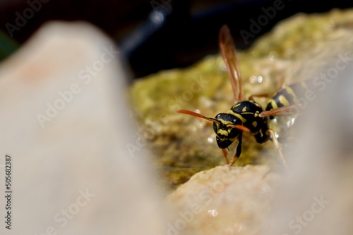 wasp on a yellow flower © PandaFrog