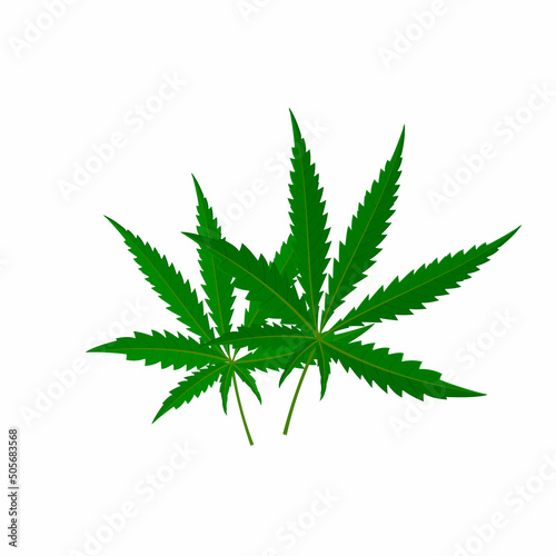 Cannabis. Marijuana plant, vector illustration