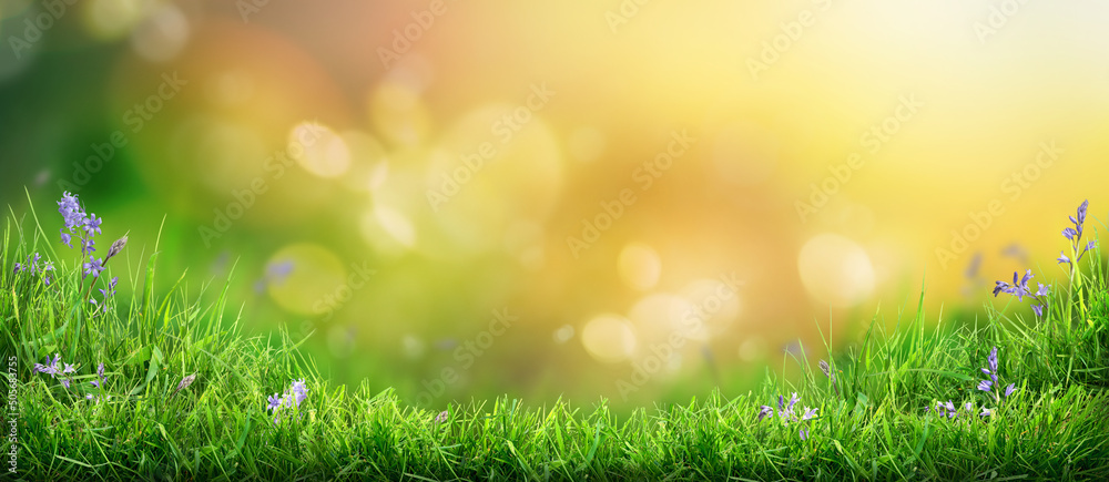 A warm summer sunset garden background of a green grass lawn and foliage with a blurred background.