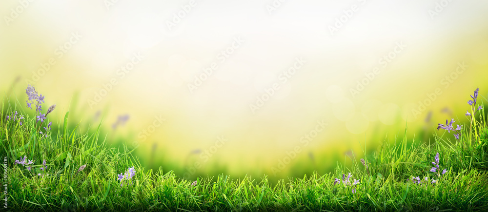 A warm spring garden background of a green grass lawn and a blurred background of lush vibrant foliage and strong sunlight.