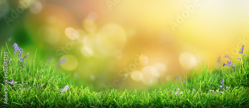 Obraz na płótnie A warm summer sunset garden background of a green grass lawn and foliage with a blurred background. w salonie