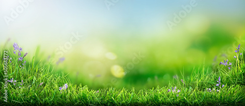 Fototapeta Naklejka Na Ścianę i Meble -  A warm spring, summer garden background of a green grass lawn and a blurred background of lush vibrant foliage and strong sunlight.