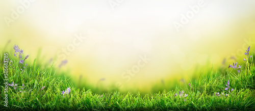 Obraz na płótnie A warm spring garden background of a green grass lawn and a blurred background of lush vibrant foliage and strong sunlight. w salonie