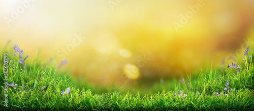 A warm summer garden sunset background of a green grass lawn and a blurred background of lush orange foliage.