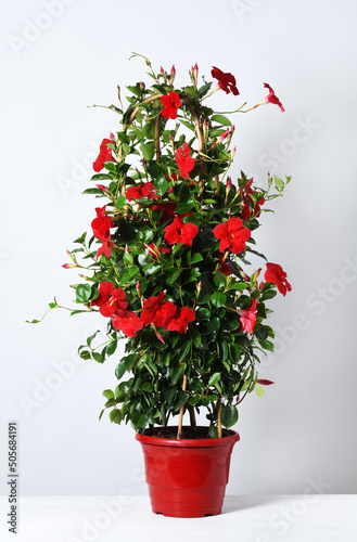 Pot with blossom mandevilla