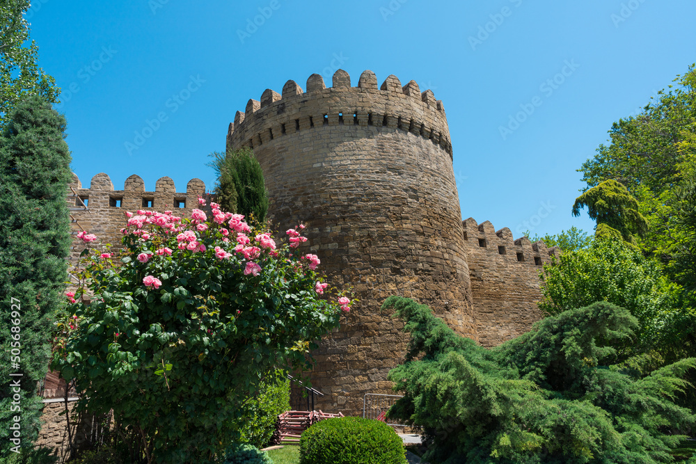 Beautiful bushes of pink roses in the park of Baku city