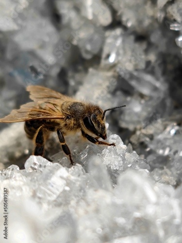 Honigbiene auf Coelestin Kristallen
Honey Bee on Coelestine Crystals photo