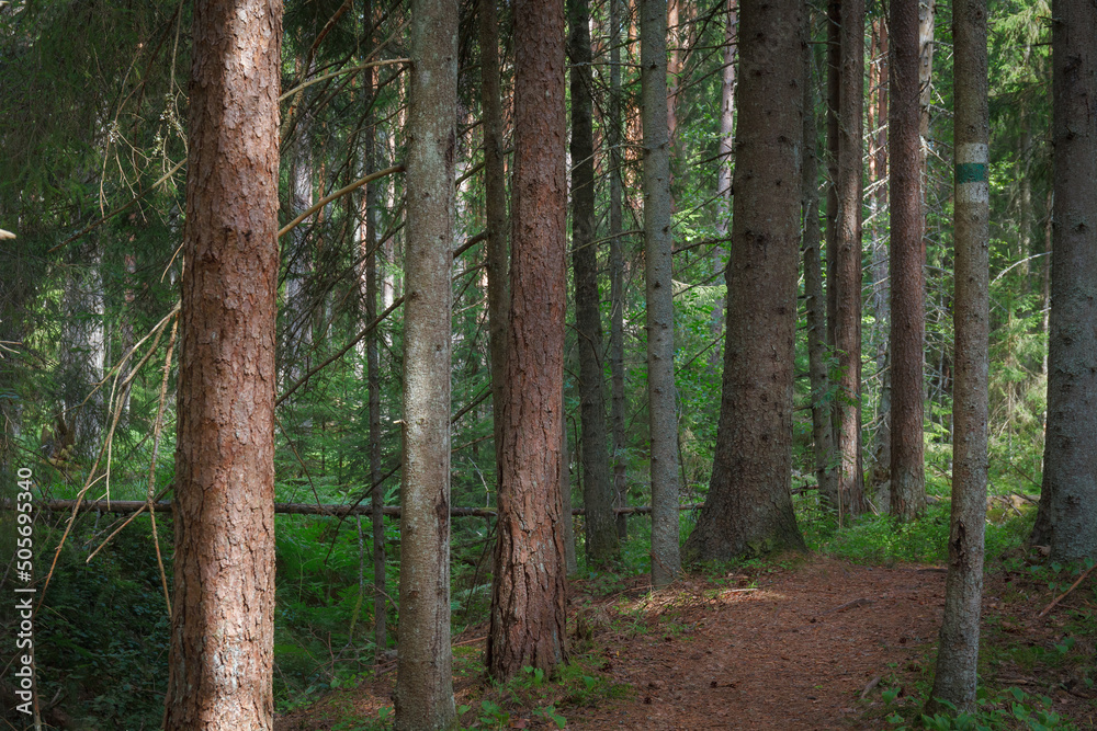 Fototapeta premium Pine forest. Summer. Daytime. Estonia. Inside the woods.
