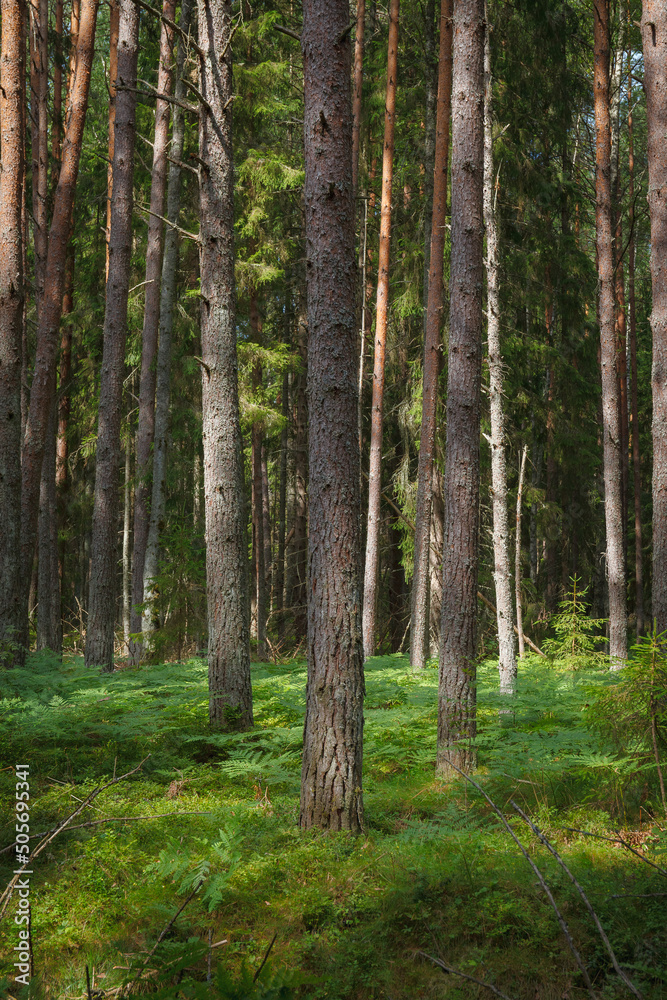 Pine forest. Summer. Daytime. Estonia. Inside the woods.