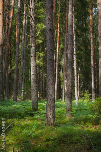 Fototapeta Naklejka Na Ścianę i Meble -  Pine forest. Summer. Daytime. Estonia. Inside the woods.